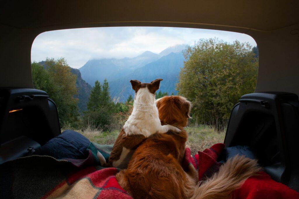 Camping con Mascotas: Guía Completa para Viajar con tus Animales en tu Aventura al Aire Libre - RHINO